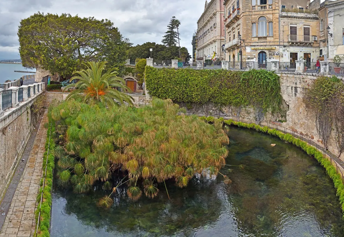 Papyrus in the Fonte Aretusa